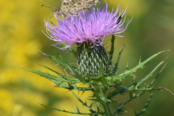 Field thistle (Cirsium discolor)