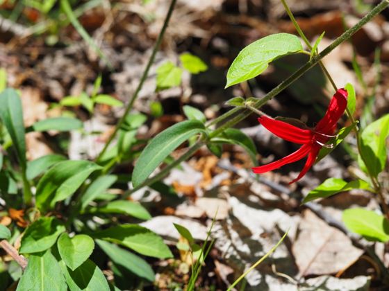 Fire pink (Silene virginica)