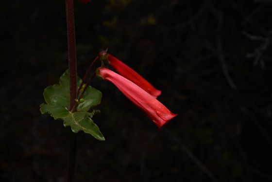Firecracker penstemon (Penstemon eatonii)
