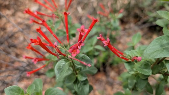 Firecrackerbush (Bouvardia ternifolia)