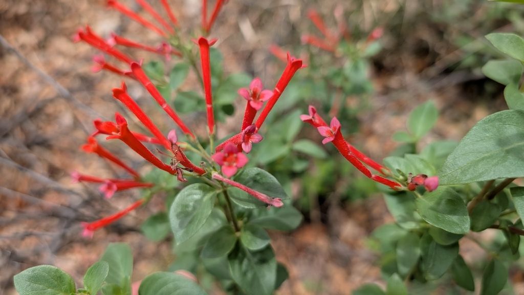 Firecrackerbush (Bouvardia ternifolia)