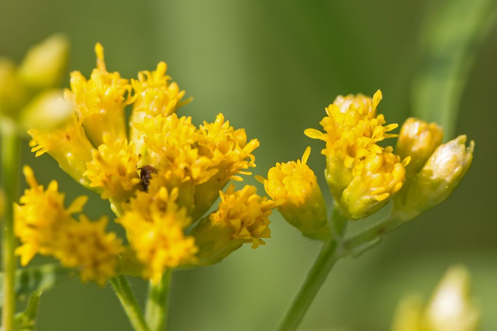 Flat-topped goldenrod (Euthamia graminifolia)