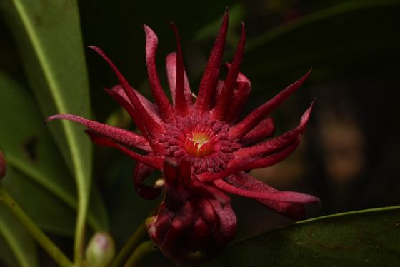 Florida anise (Illicium floridanum)