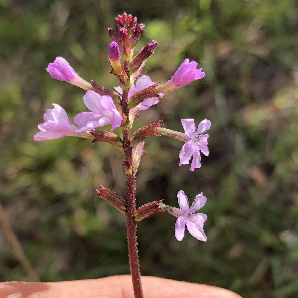 Florida bluehearts (Buchnera floridana)