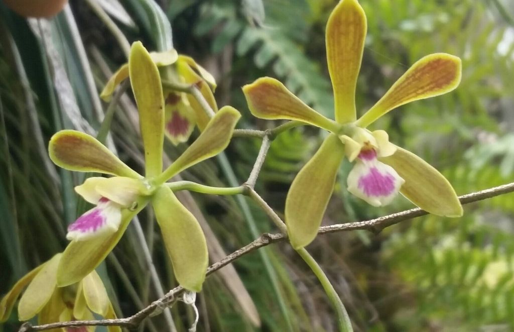 Florida butterfly orchid (Encyclia tampensis)