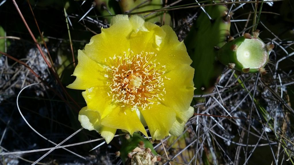 Florida pricklypear (Opuntia austrina)