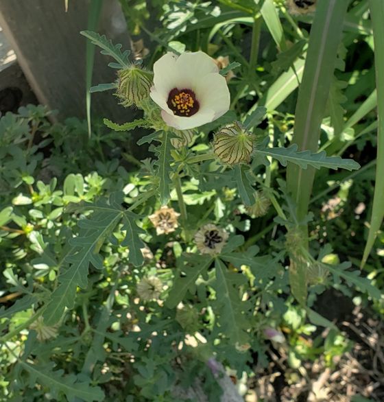 Flower-of-an-hour (Hibiscus trionum)