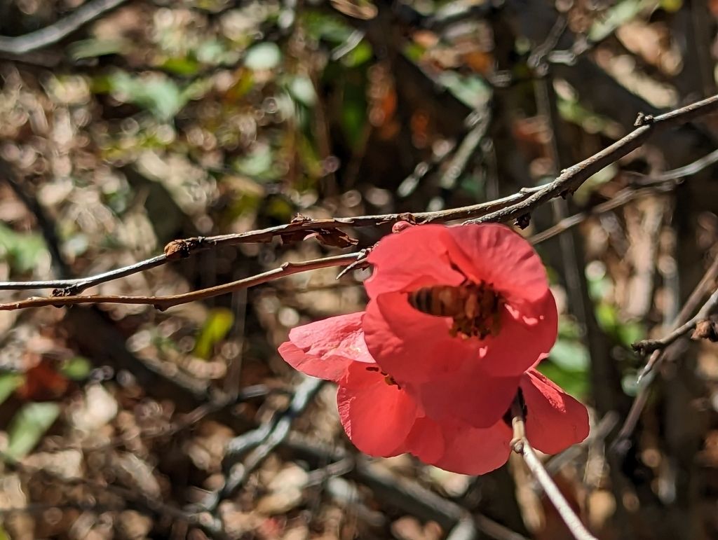 Flowering quince (Chaenomeles speciosa)