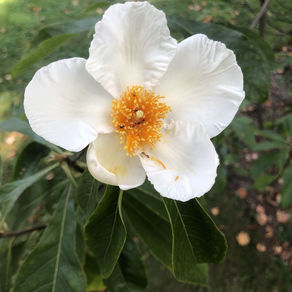 Franklin tree (Franklinia alatamaha)