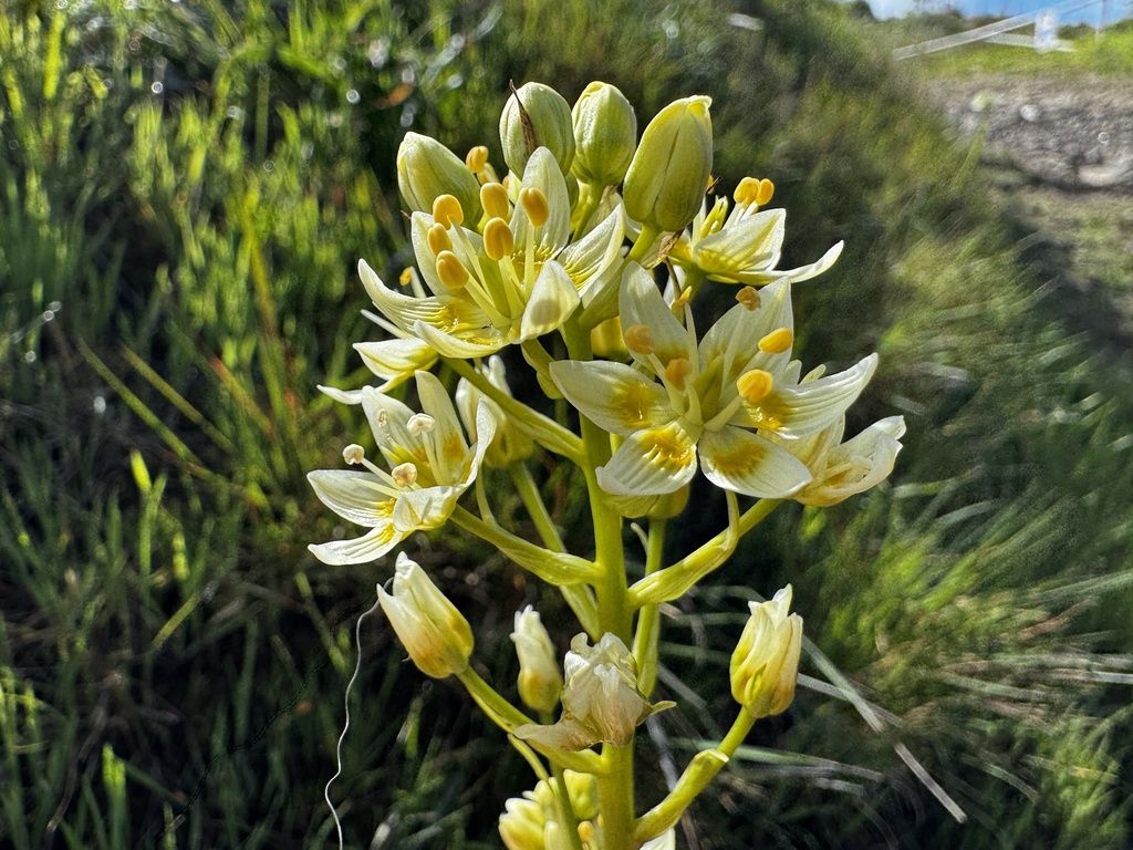 Fremont's death camas (Toxicoscordion fremontii)