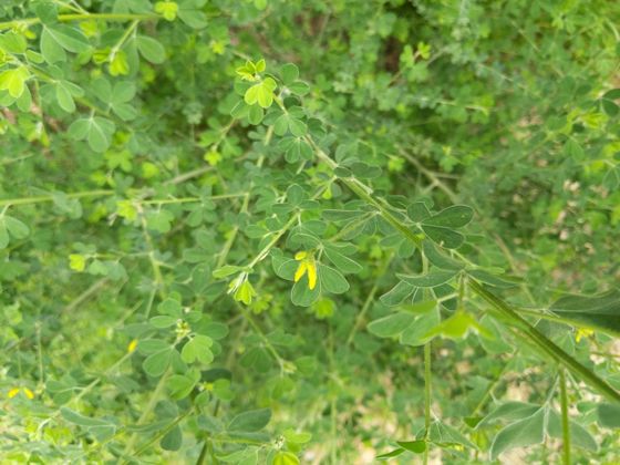 French broom (Genista monspessulana)