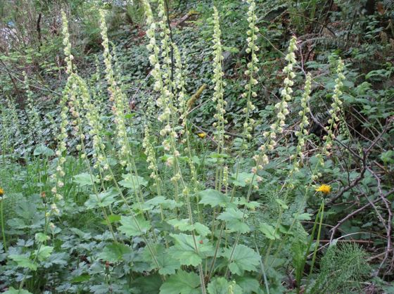 Fringe cups (Tellima grandiflora)