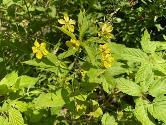 Fringed loosestrife (Lysimachia ciliata)