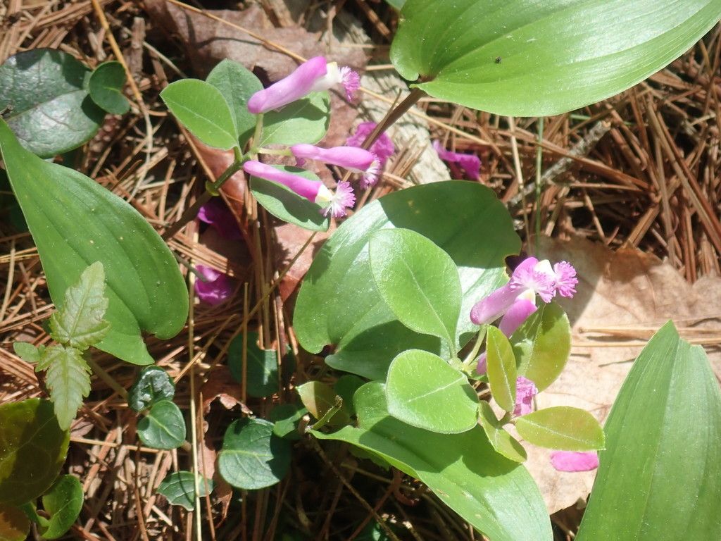 Fringed polygala (Polygaloides paucifolia)
