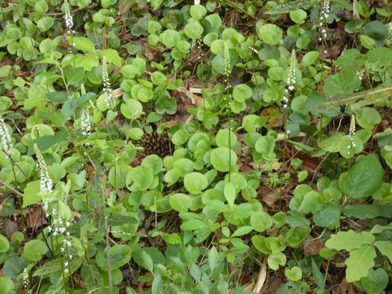 Galax (Galax urceolata)