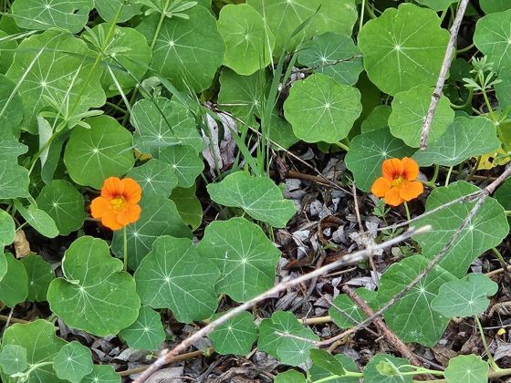 Garden nasturtium (Tropaeolum majus)