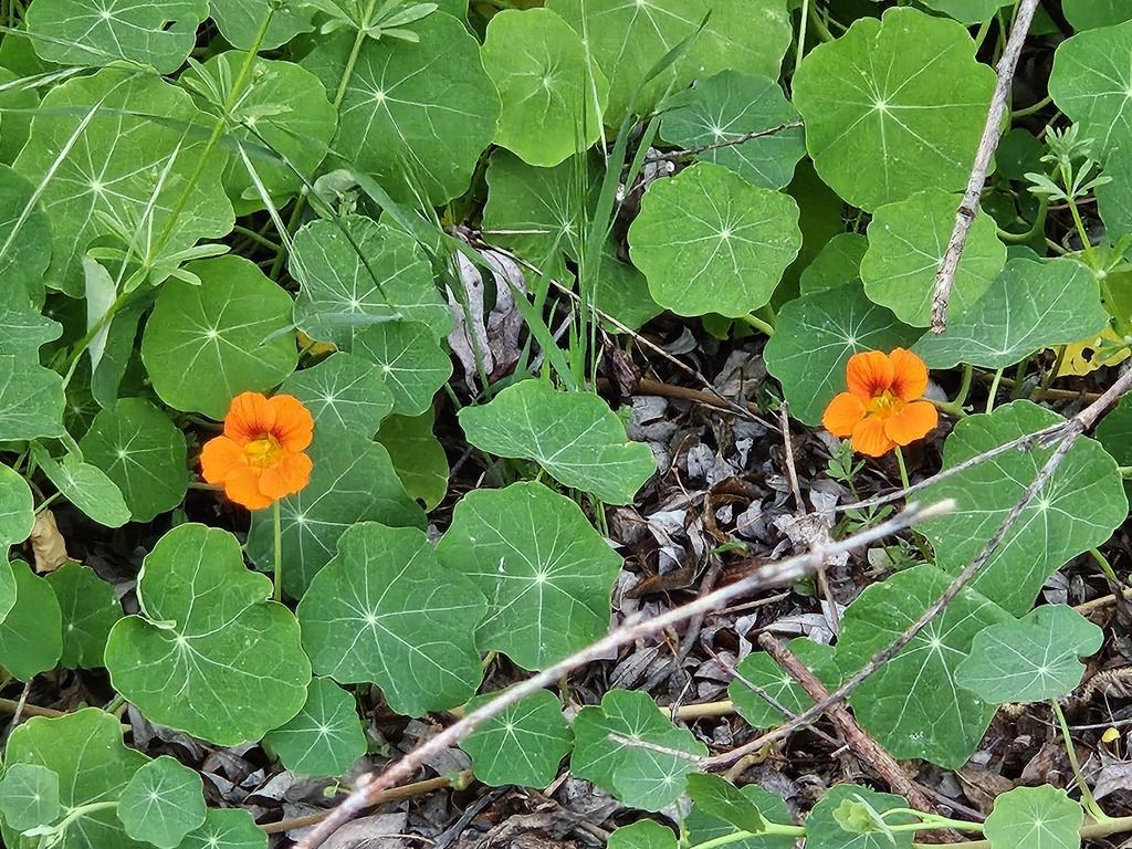 Garden nasturtium (Tropaeolum majus)