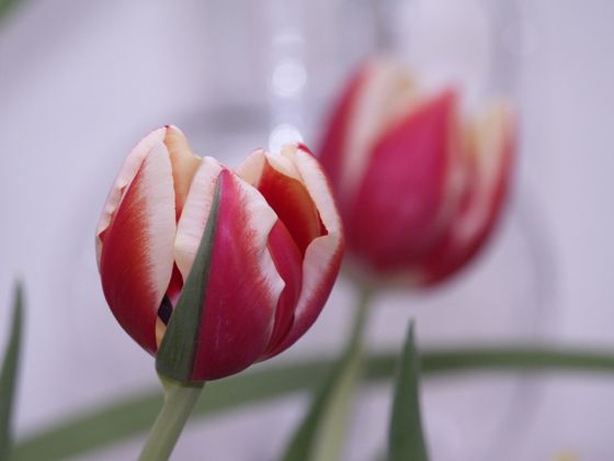 Garden tulip (Tulipa gesneriana)