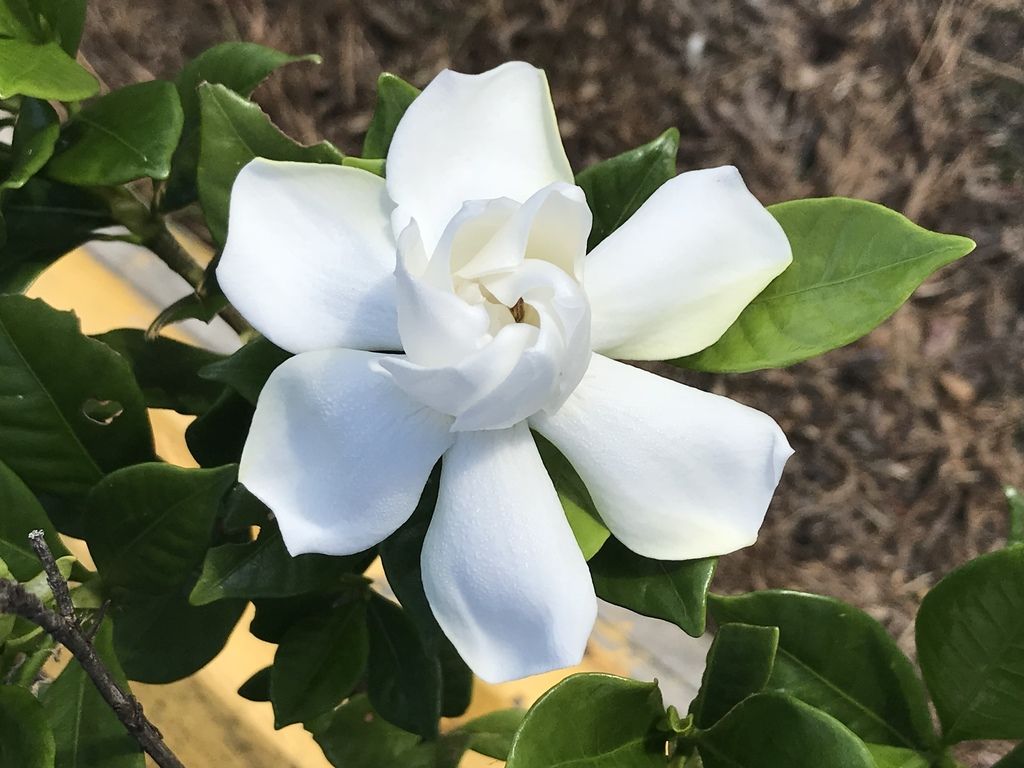 Gardenia (Gardenia jasminoides)