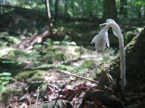 Ghost pipe (Monotropa uniflora)