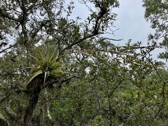 Giant airplant (Tillandsia utriculata)