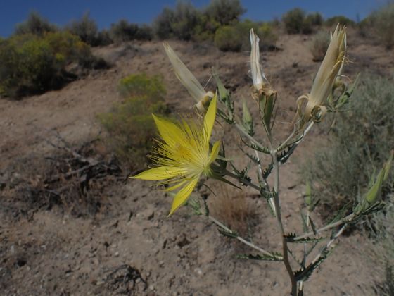 Giant blazingstar (Mentzelia laevicaulis)