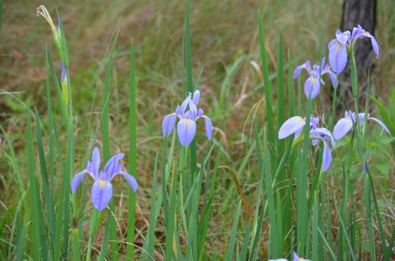 Giant blue iris (Iris giganticaerulea)