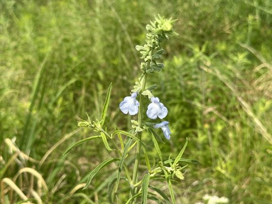 Giant blue sage (Salvia azurea)