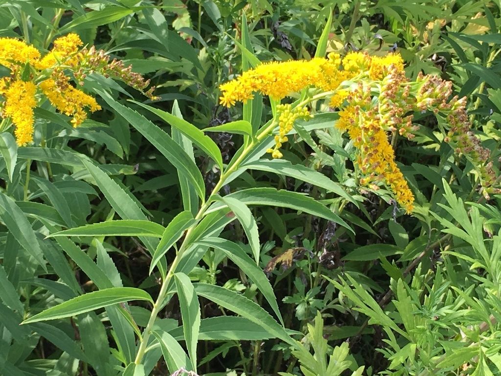 Giant goldenrod (Solidago gigantea)
