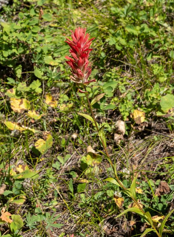 Giant red paintbrush (Castilleja miniata)