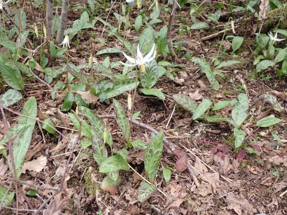 Giant white fawn lily (Erythronium oregonum)