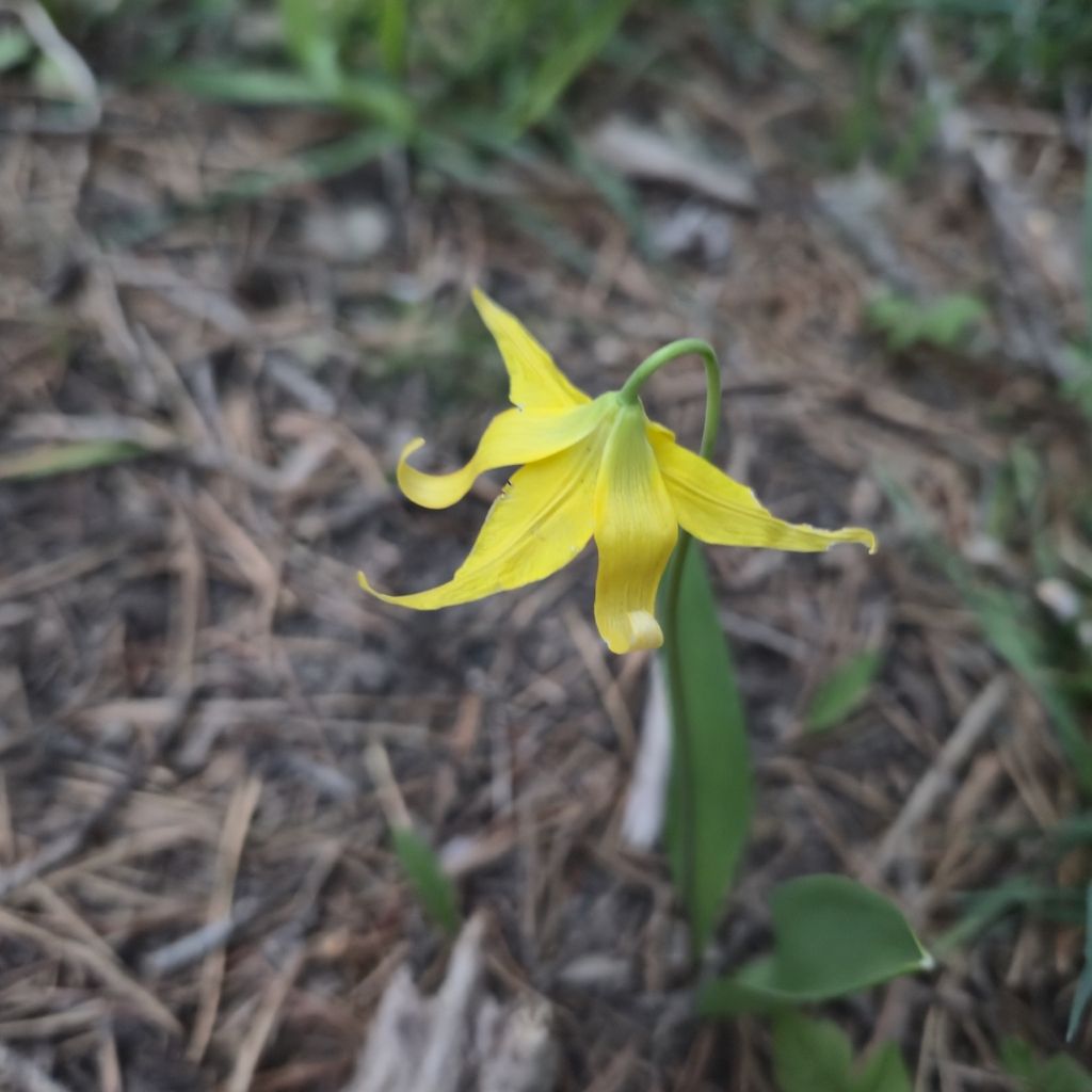 Glacier lily (Erythronium grandiflorum)