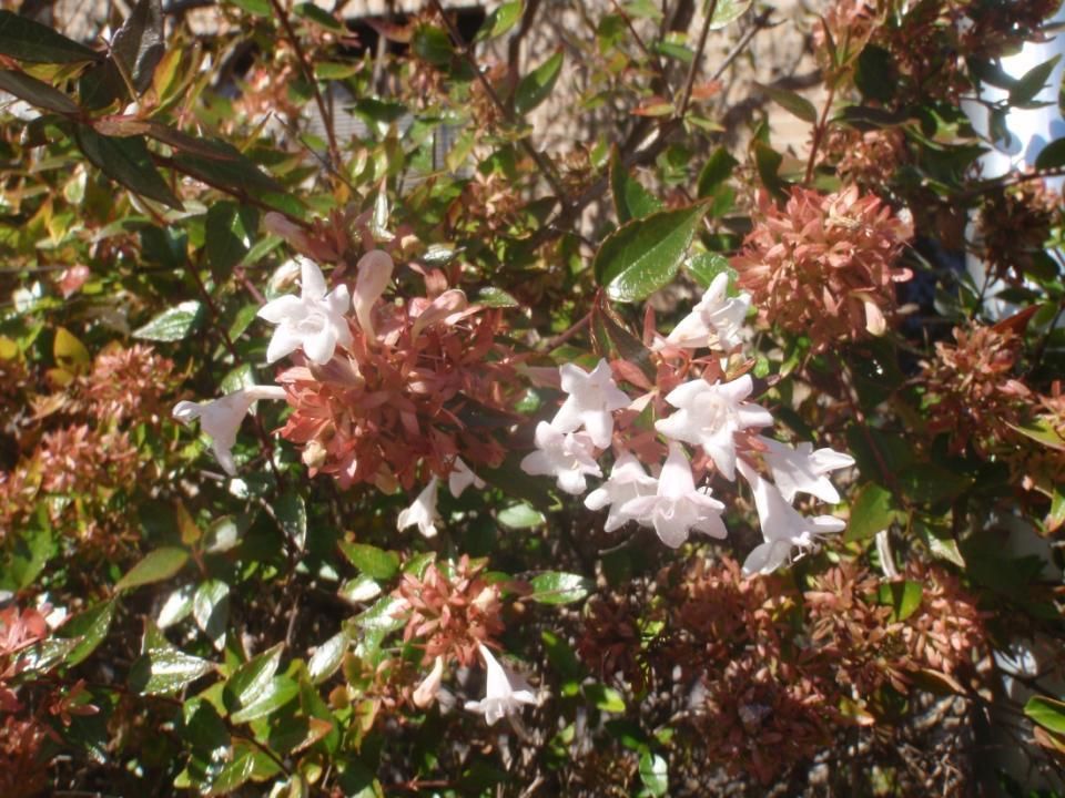 Glossy abelia (Abelia × grandiflora)