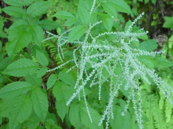 Goatsbeard (Aruncus dioicus)