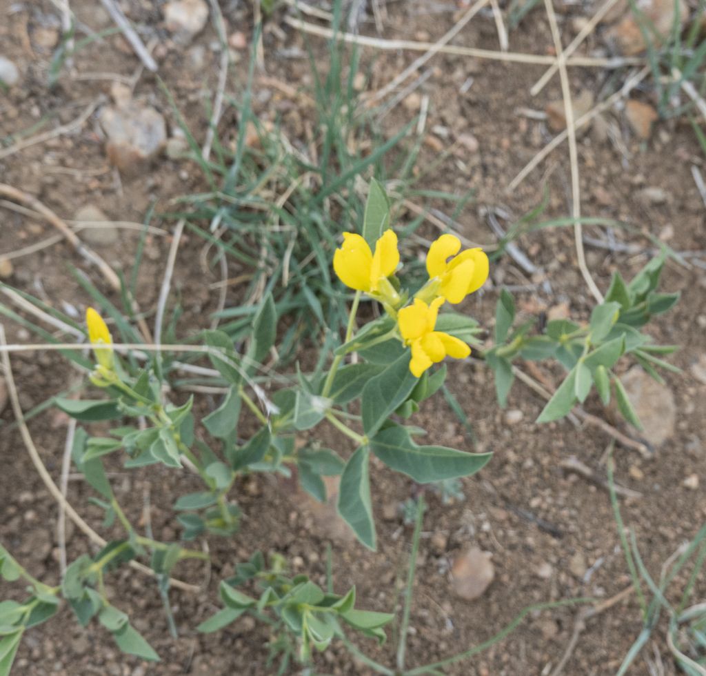 Golden bean (Thermopsis rhombifolia)
