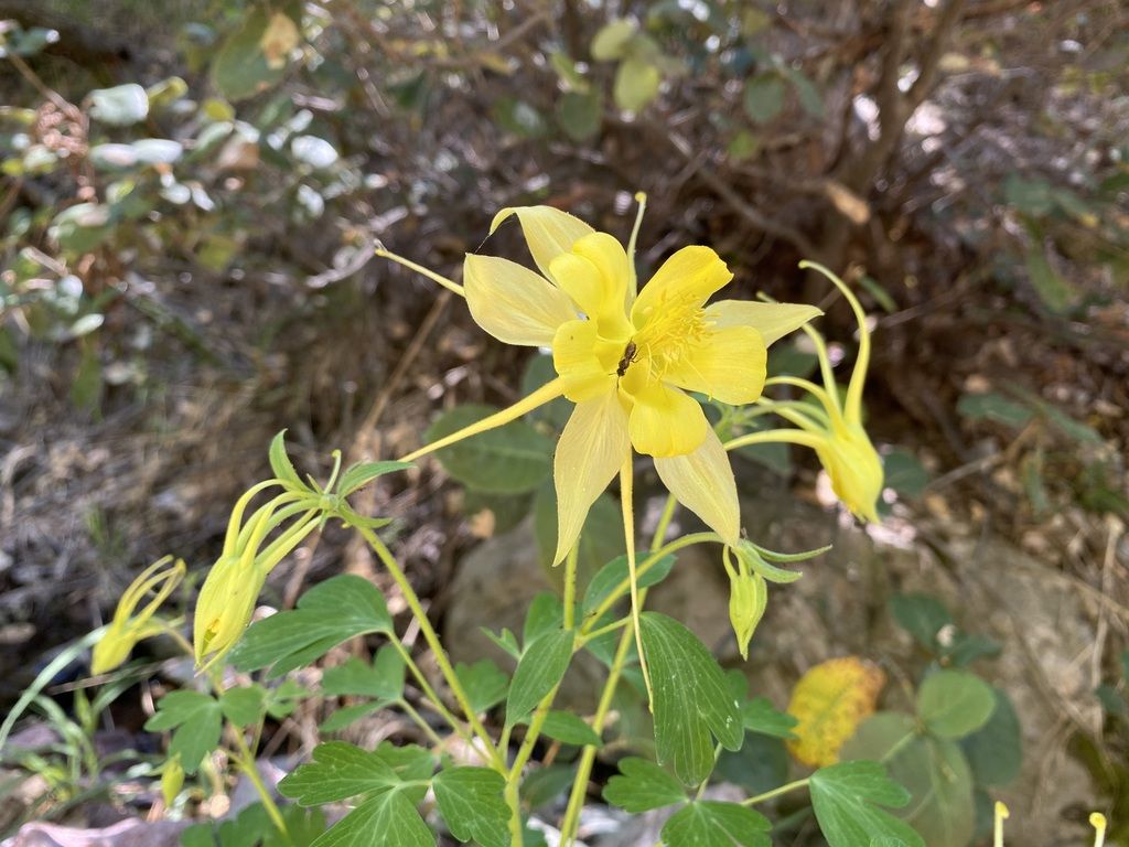 Golden columbine (Aquilegia chrysantha)