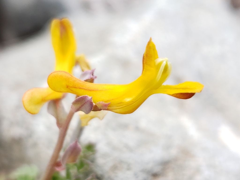 Golden corydalis (Corydalis aurea)