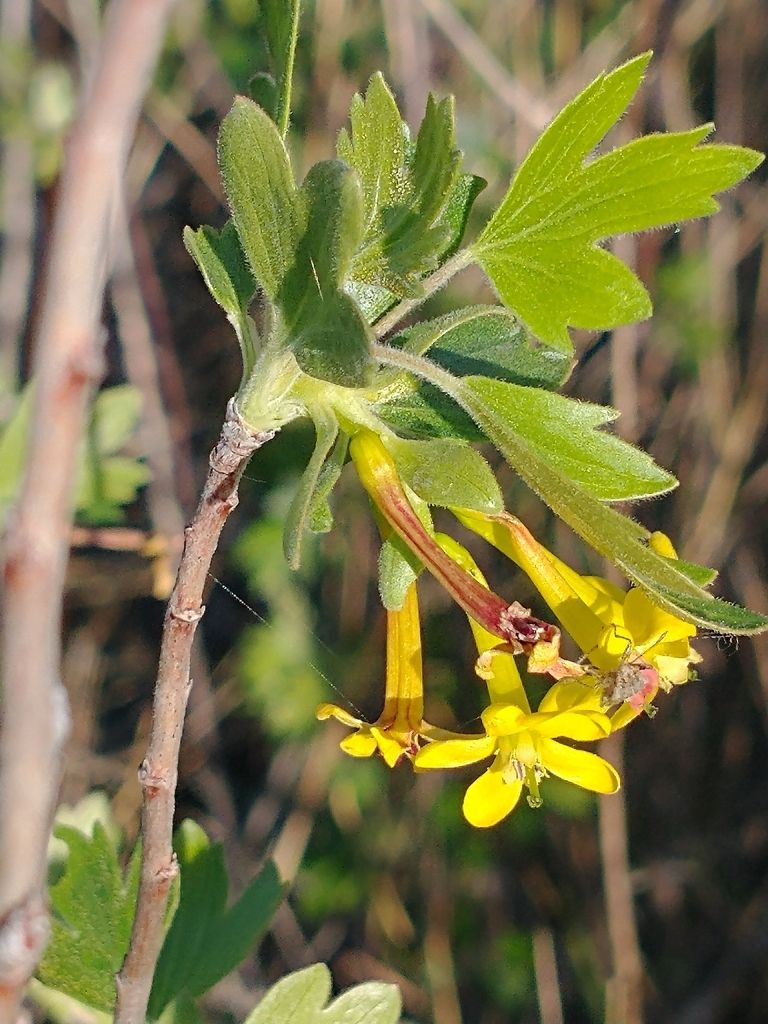 Golden currant (Ribes aureum)