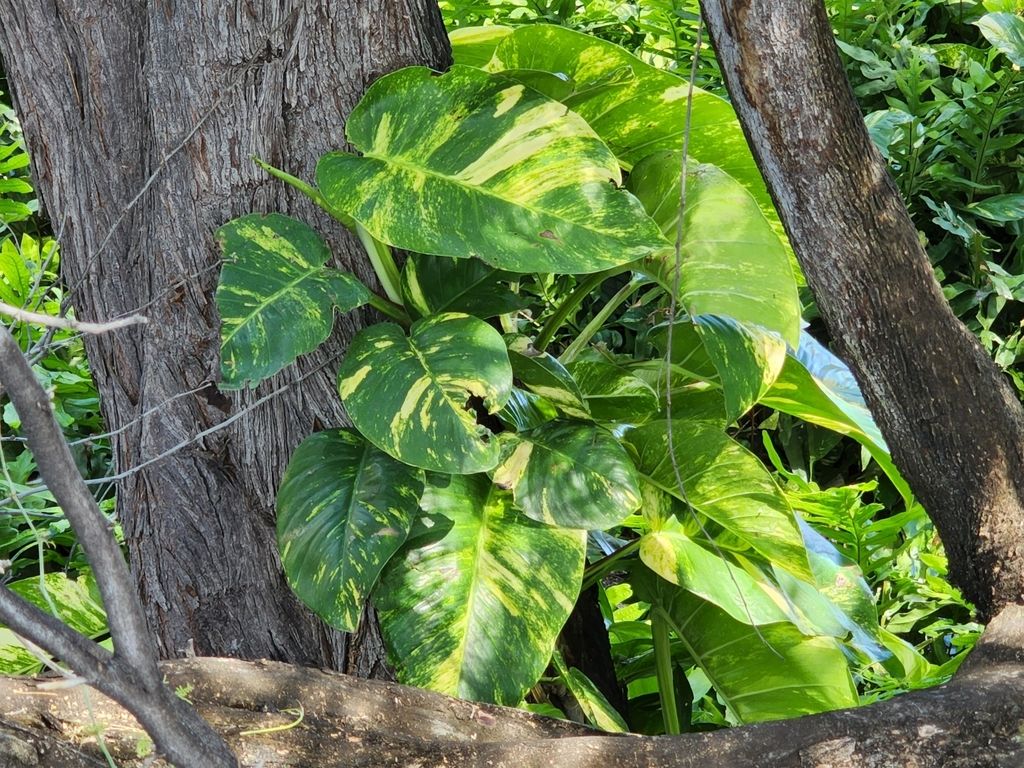 Golden pothos (Epipremnum aureum)