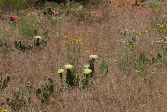 Golden pricklypear (Opuntia aurea)