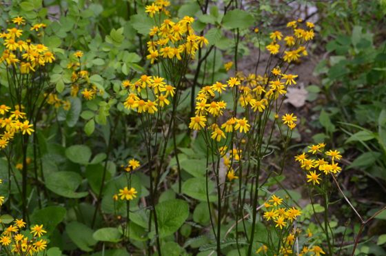Golden ragwort (Packera aurea)