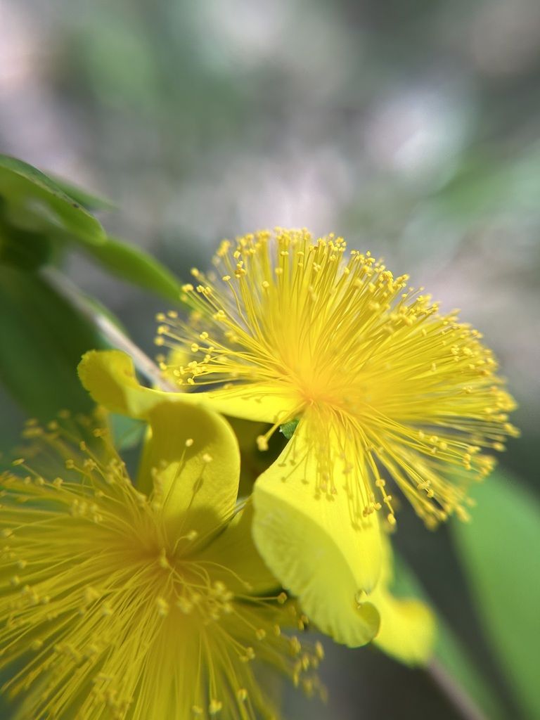 Golden St. John's wort (Hypericum frondosum)