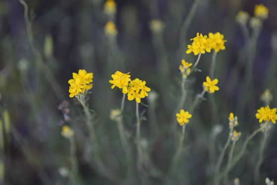 Golden yarrow (Eriophyllum confertiflorum)