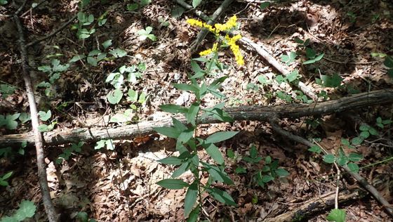 Goldenrods (Solidago)