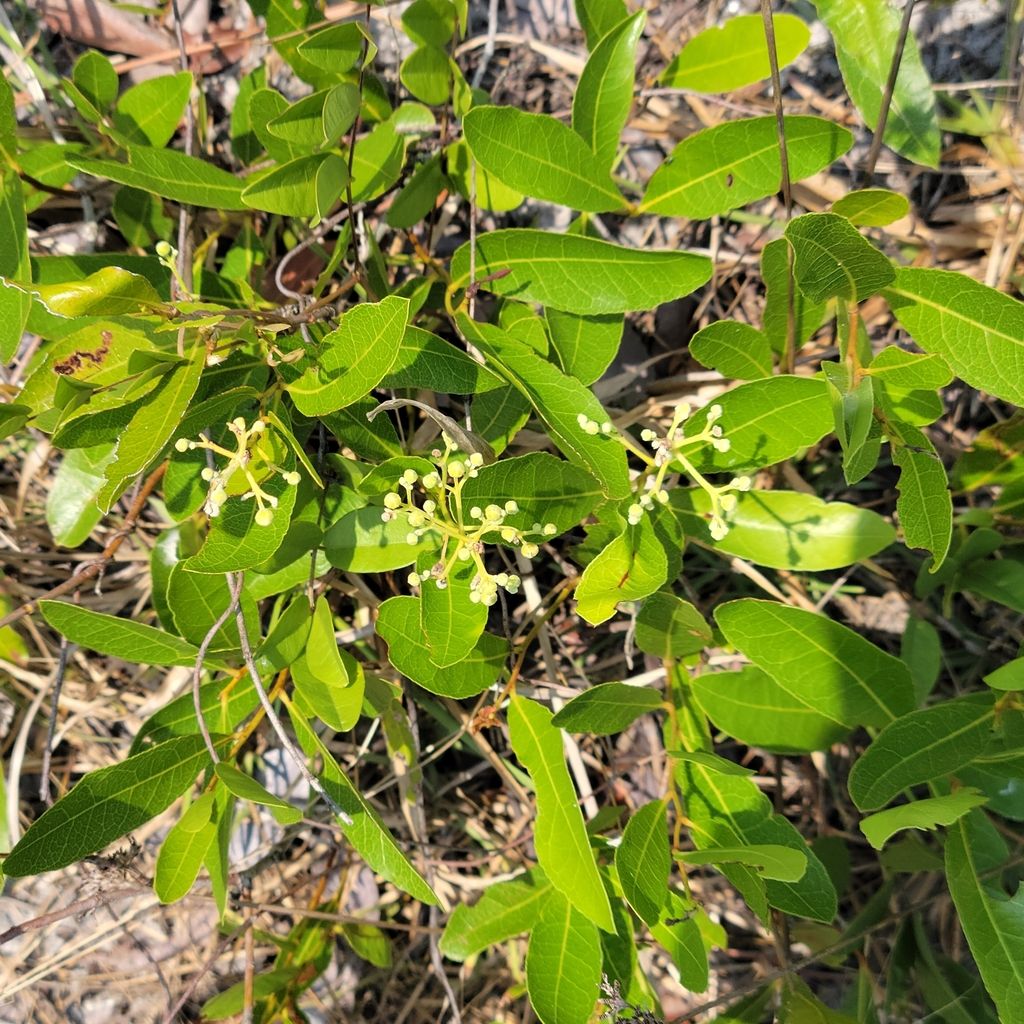 Gopher apple (Geobalanus oblongifolius)