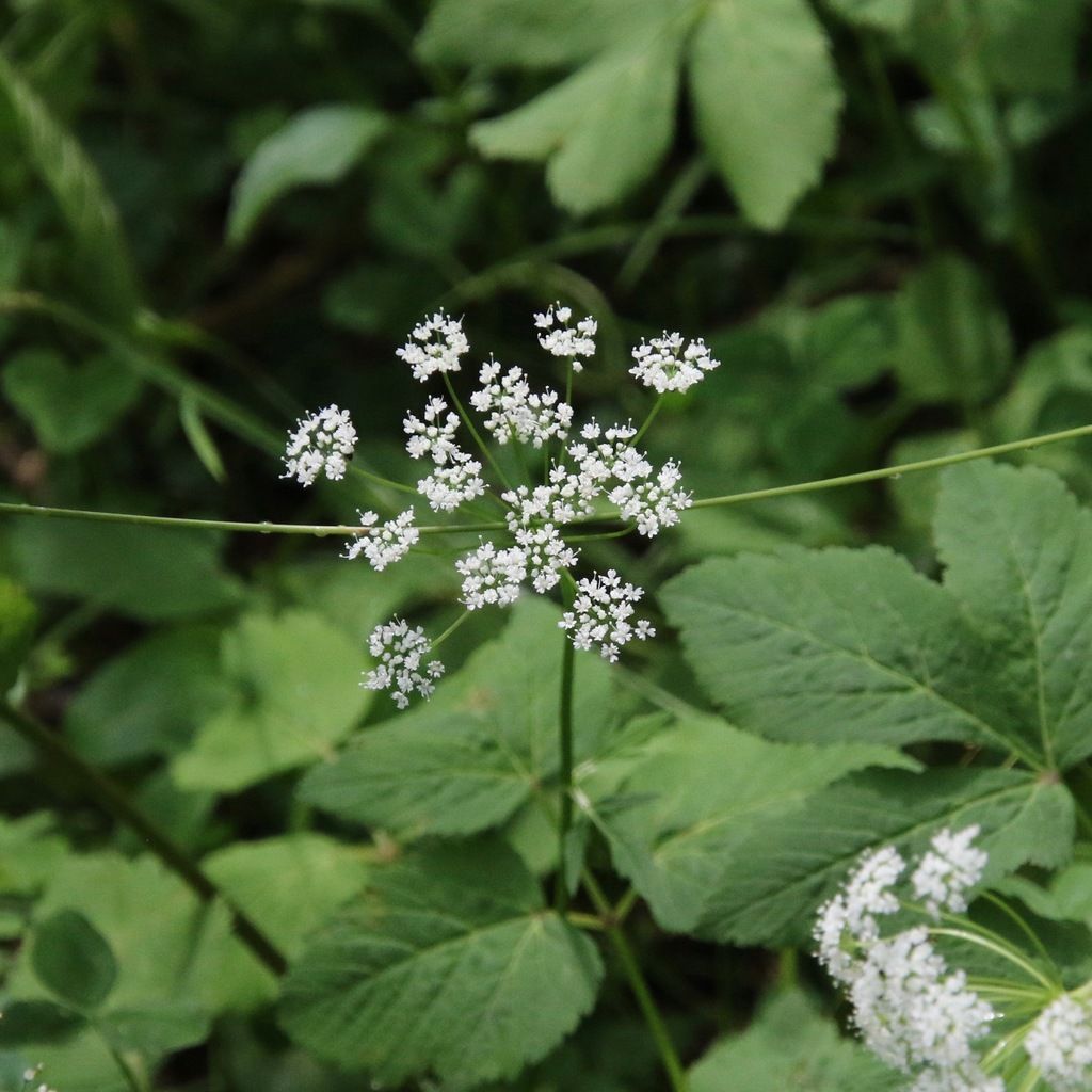 Goutweed (Aegopodium podagraria)