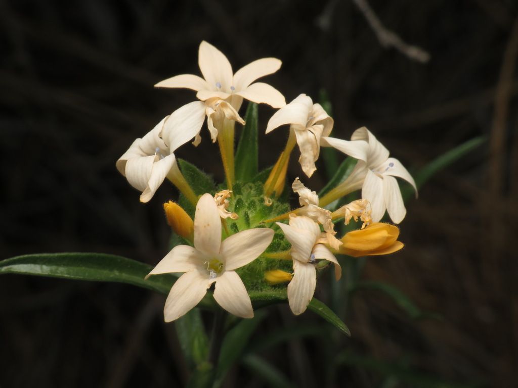 Grand collomia (Collomia grandiflora)