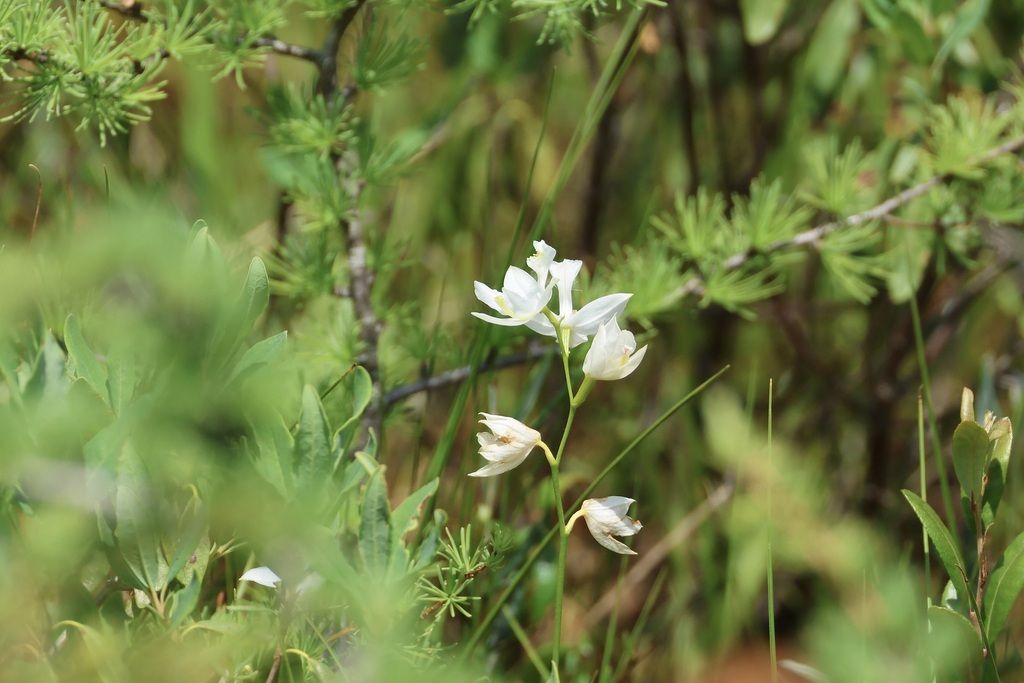 Tuberous grass pink (Calopogon tuberosus)