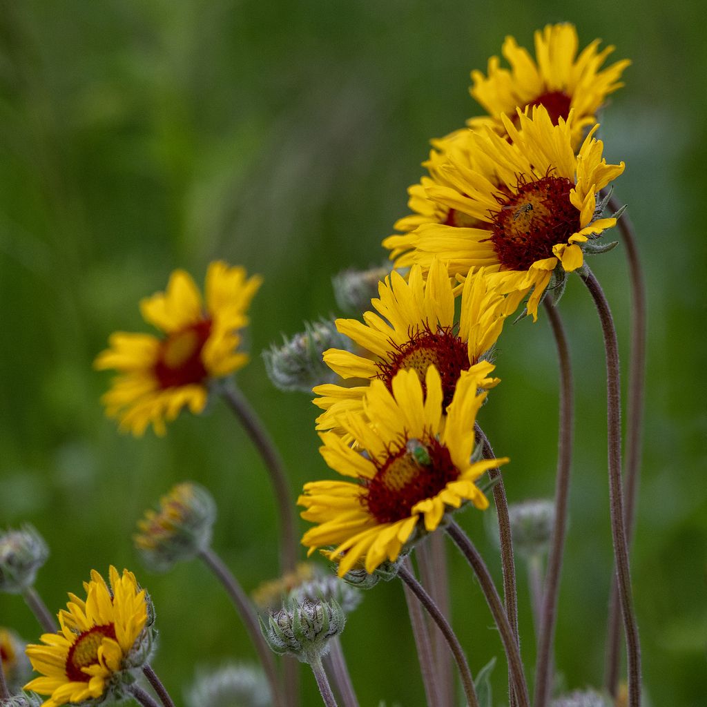 Great blanketflower (Gaillardia aristata)