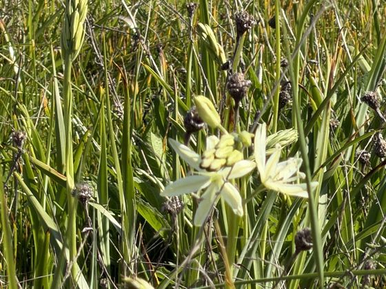 Great camas (Camassia leichtlinii)